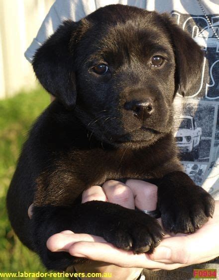 labrador puppies for sale nsw.